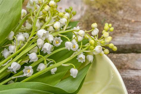 what does muguet smell like